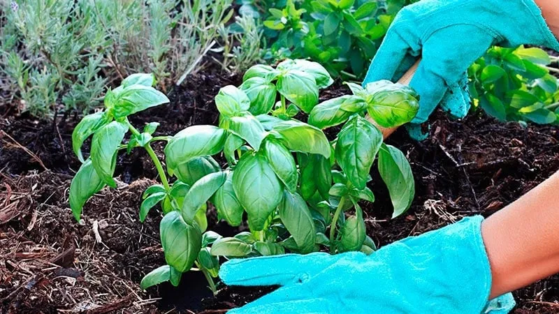 Identifying why basil turns yellow and effectively solving the problem