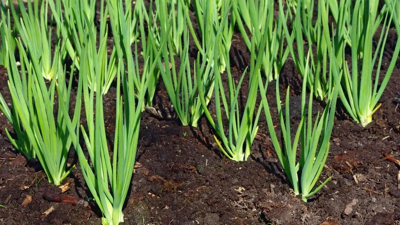 Follow crop rotation rules: what to plant after onions next year and what to avoid