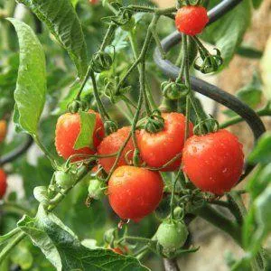 Most productive short-stem tomato varieties