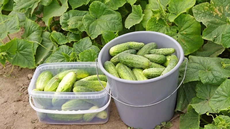 When is the best time to harvest cucumbers, morning or evening, and what affects the harvesting process