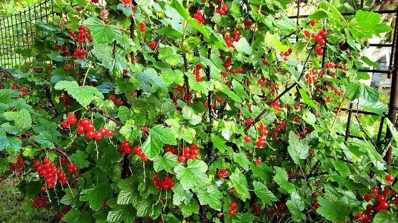 Why black currants are black