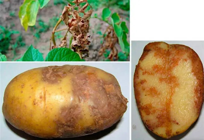Arosa potato variety can grow even in challenging climatic conditions
