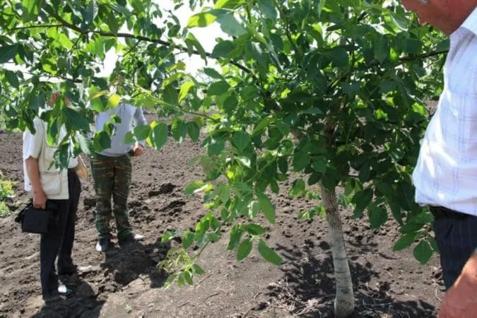 How to properly grow a walnut tree at home