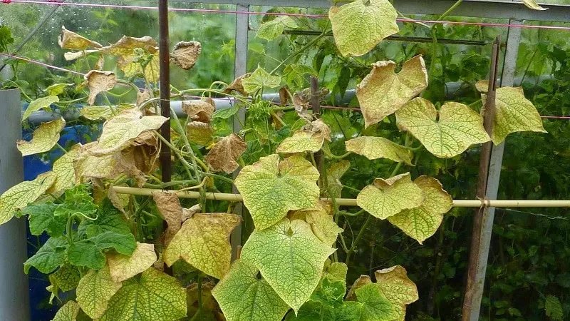 How to combat melon aphids on cucumbers quickly and effectively