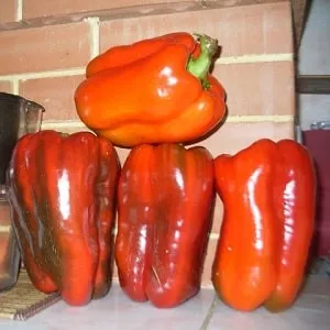 How to properly plant and grow the large red hybrid pepper 'Ombrone'