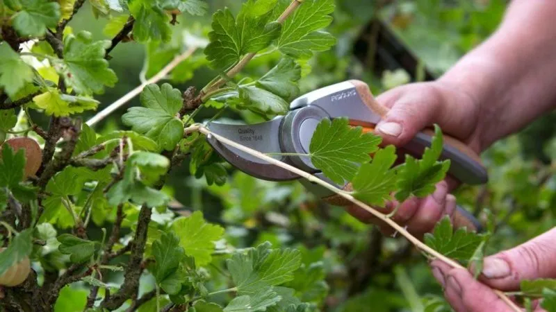 Why gooseberries fail to fruit and how to fix it