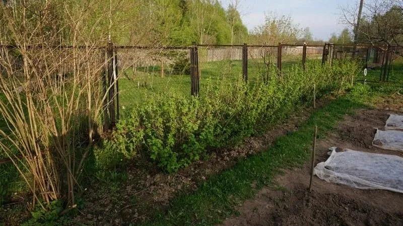 Where to plant gooseberries in your garden