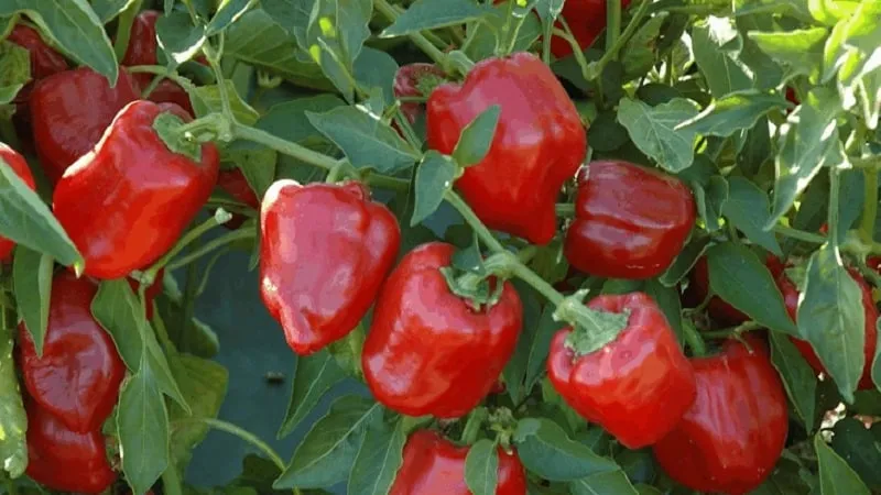 Guide to growing delicious peppers