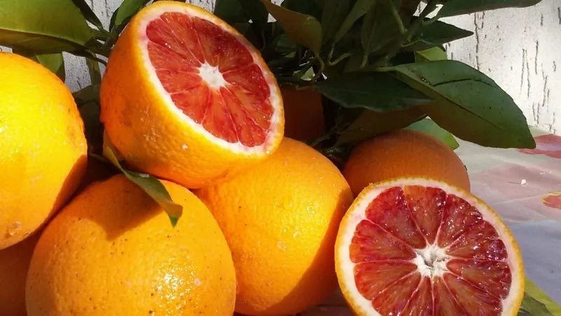 Blood orange 'Tarocco'