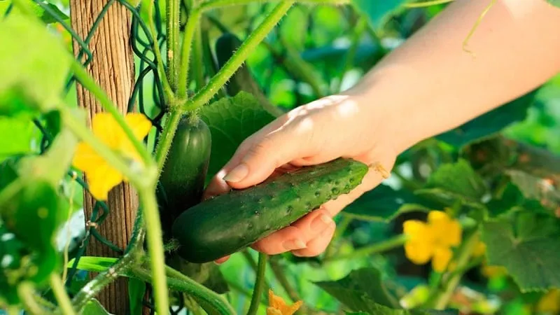 When is the best time to harvest cucumbers, morning or evening, and what affects the harvesting process