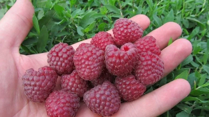 Characteristics and description of the best raspberry varieties