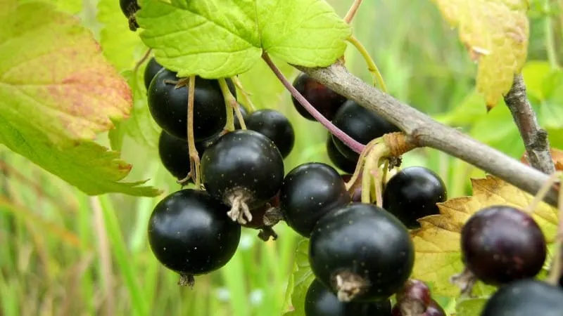 Currant leaves turning yellow in June: causes and solutions