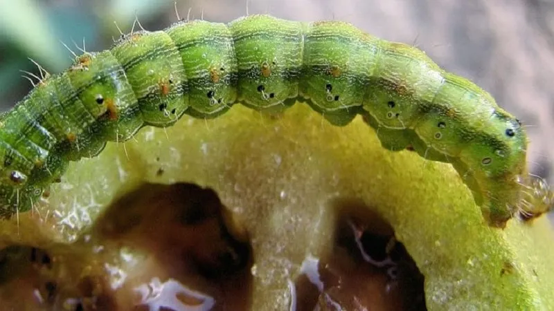 How to combat caterpillars on greenhouse tomatoes