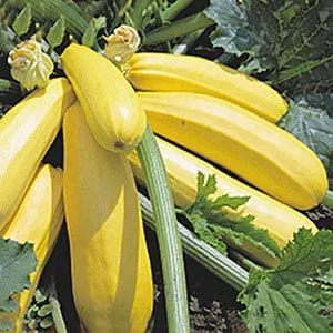 Best zucchini varieties for open ground: photos with descriptions, selection tips