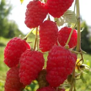Characteristics and description of the best raspberry varieties