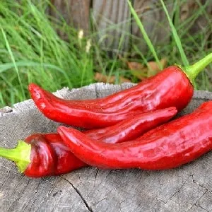 Hot pepper «Anaheim»