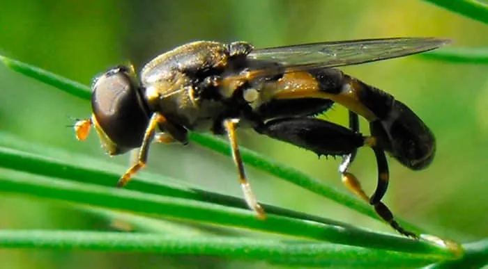 Asparagus beetles