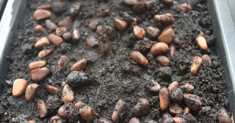 How to germinate pine nuts at home