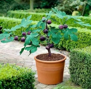Simple ways to propagate fig cuttings at home