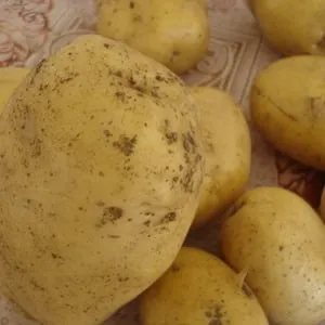 Low-maintenance, high-yield Agatha potato variety