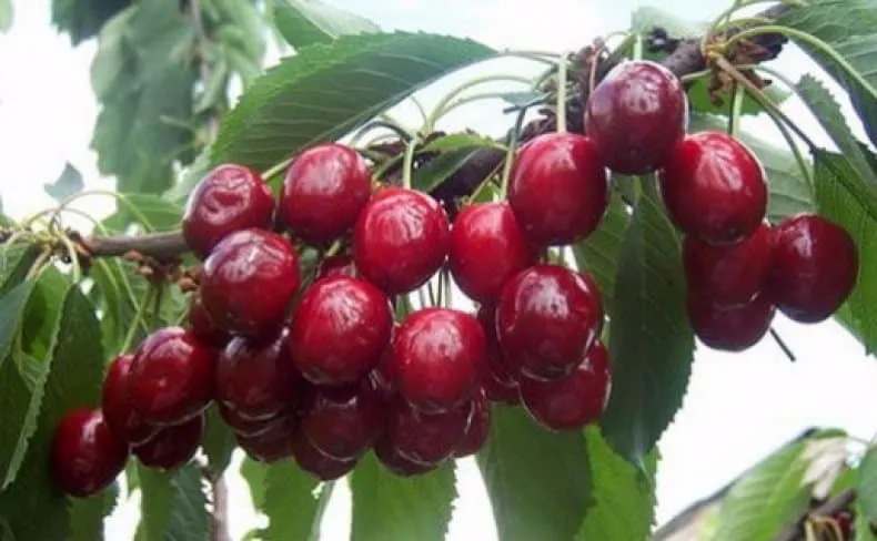 Overview of the best cold-hardy cherry varieties and selection criteria