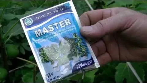 Simple ways to propagate fig cuttings at home