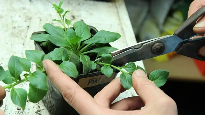Can petunias be grown in pots as houseplants?