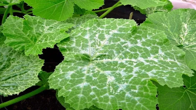 7 main causes of white coating on cucumbers and leaves