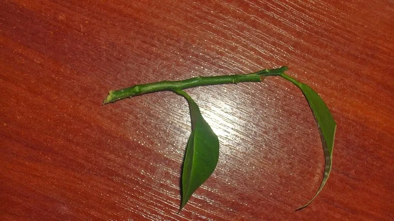 Lemon grafting techniques