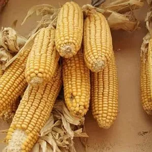 Where and how to store corn on the cob at home: optimal conditions and storage periods