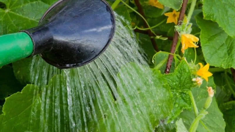 Why cucumbers don't grow in greenhouses and how to effectively solve this problem