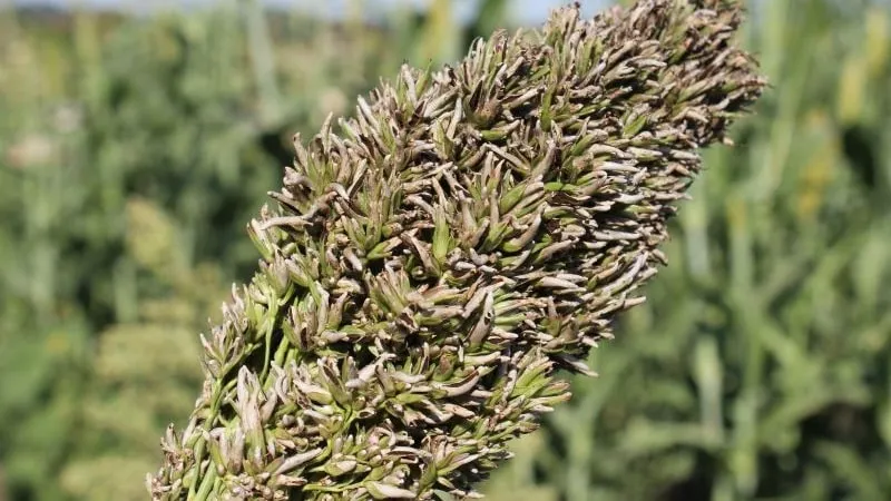 Loose smut on sorghum