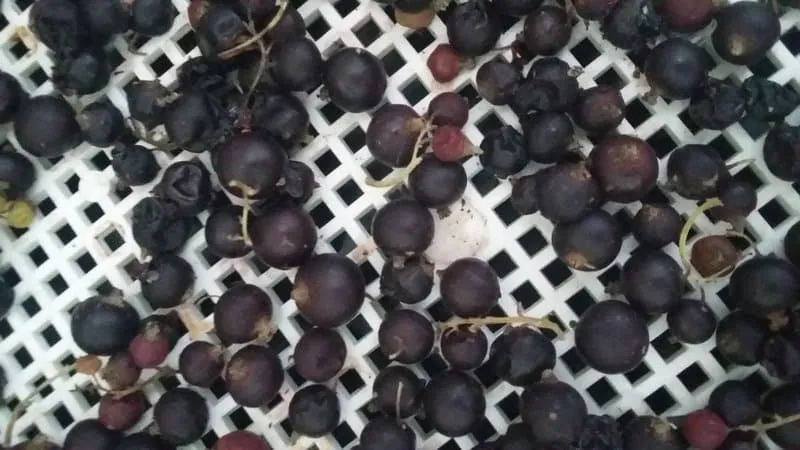 Best ways to dry blackcurrants at home