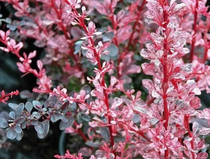 Correct use of barberry in landscape design for maximum aesthetics
