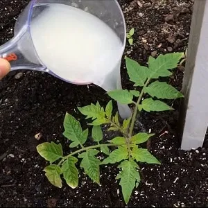Rules for feeding tomatoes in a greenhouse: which fertilizers and when to use for a rich harvest