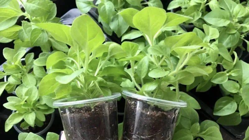 Description of double petunia varieties and growing tips