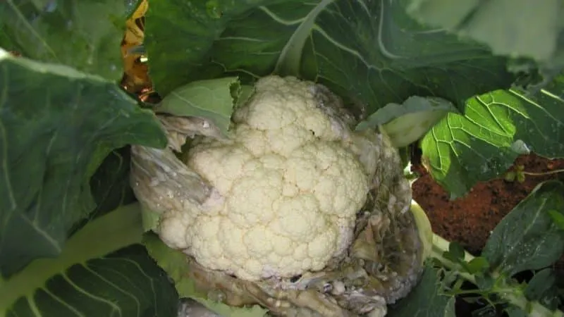 Diseases and pests affecting cauliflower and methods to combat them