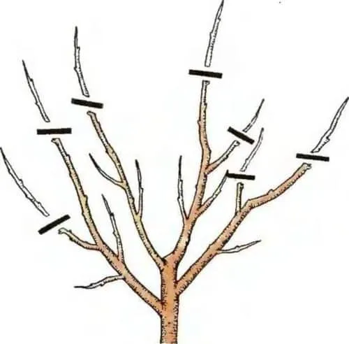 Step-by-step peach tree pruning guide