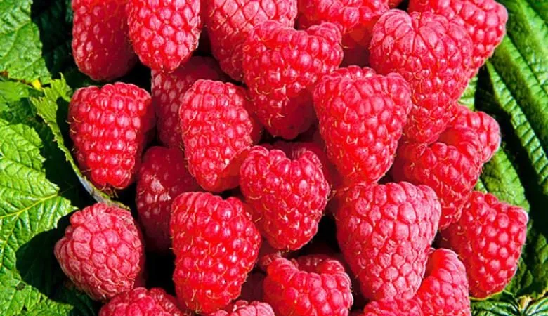 Characteristics and description of the best raspberry varieties