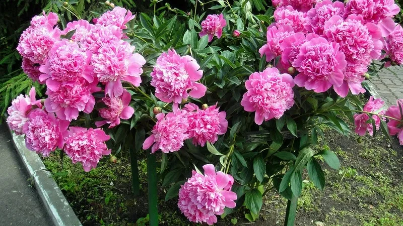 Caring for transplanted peonies