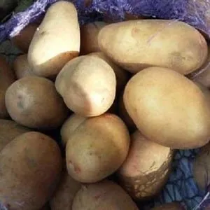 Low-maintenance, high-yield Agatha potato variety