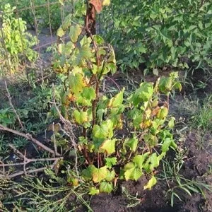 Verticillium wilt on currant