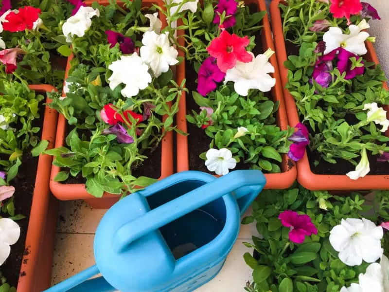 Best ways to extend the flowering of petunias in pots: tips from experienced gardeners