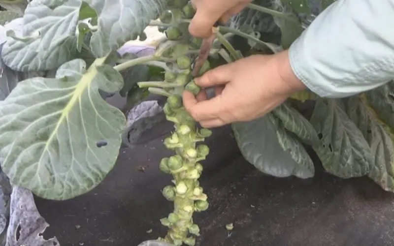 When and how to harvest cabbage from the garden