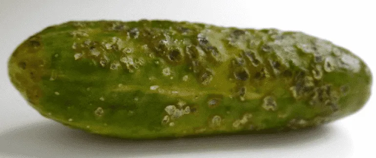 Why cucumbers don't grow in greenhouses and how to effectively solve this problem