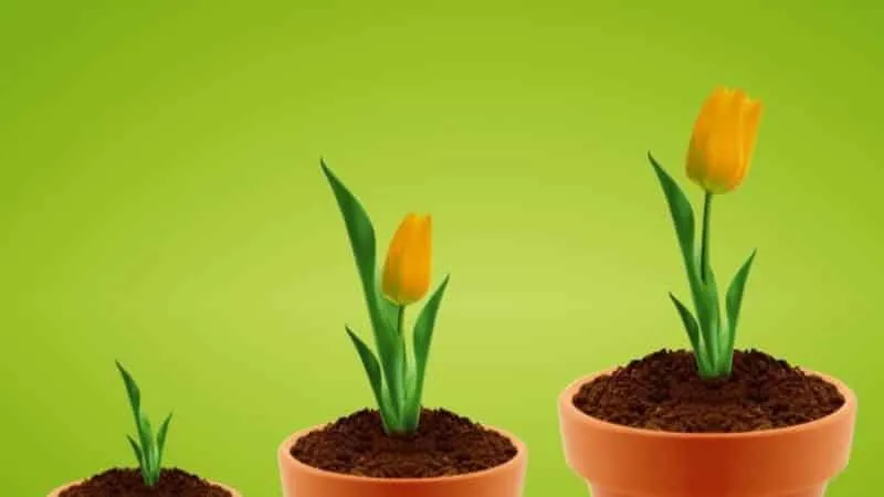How to grow tulips in a pot at home