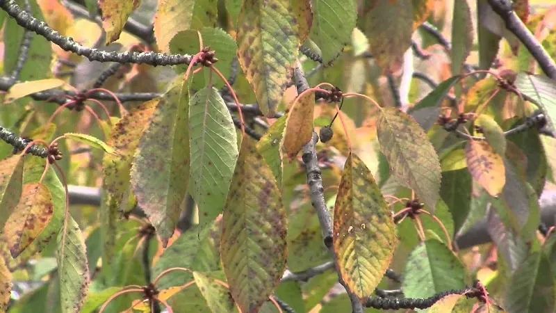 Scab on cherry tree