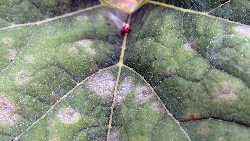 Why cucumbers don't grow in greenhouses and how to effectively solve this problem