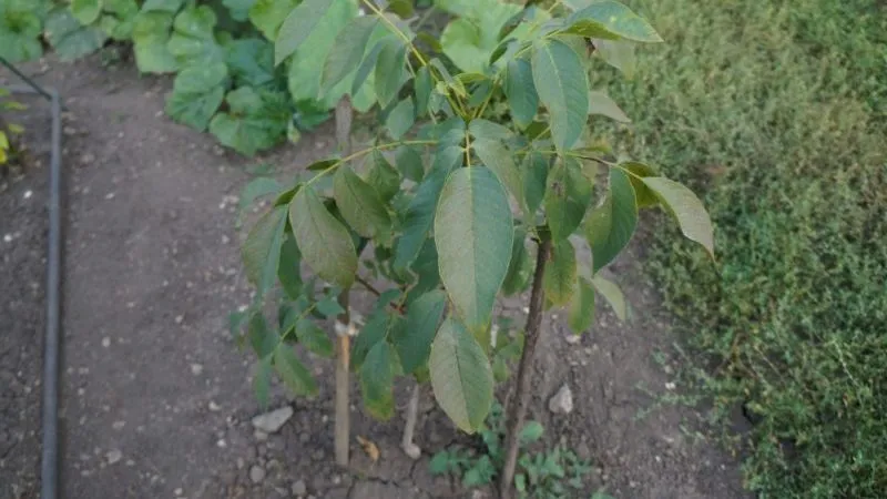 How to properly grow a walnut tree at home