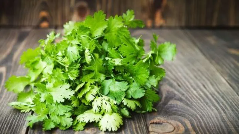 Medicinal properties of parsley and contraindications for use